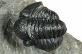 Two Detailed Gerastos Trilobite Fossils - Morocco #376924-2
